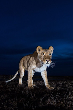 夜晚的狮子唯美野生动物图片