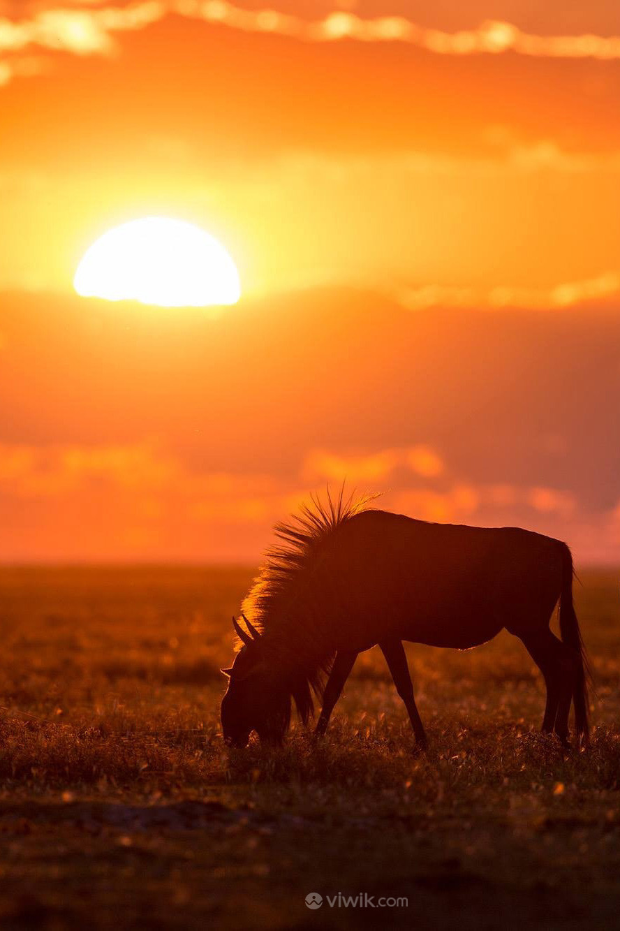 日出草原上的小马驹唯美野生动物图片