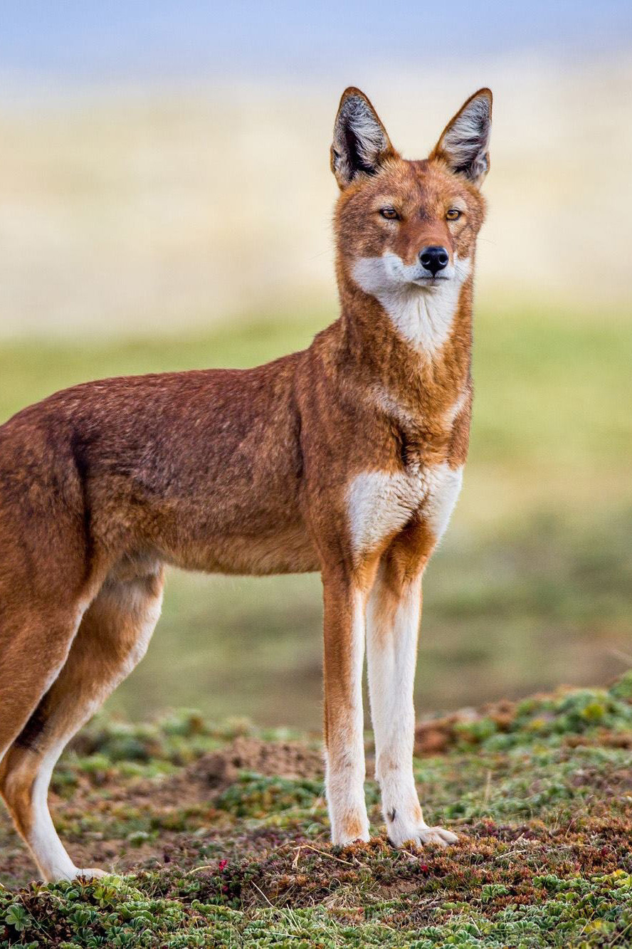 埃塞俄比亚狼高清摄影唯美野生动物图片