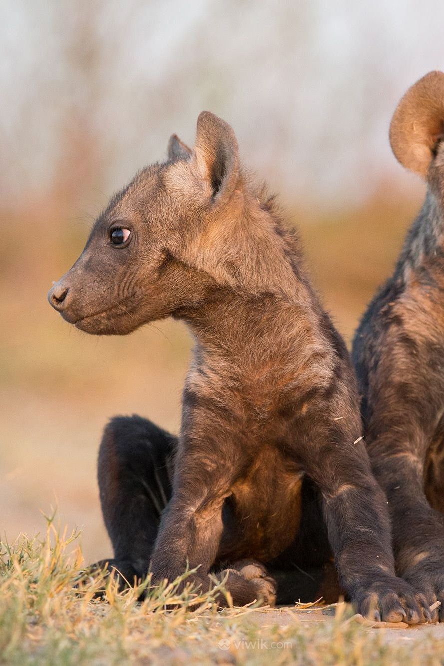 鬣狗幼崽唯美野生动物图片