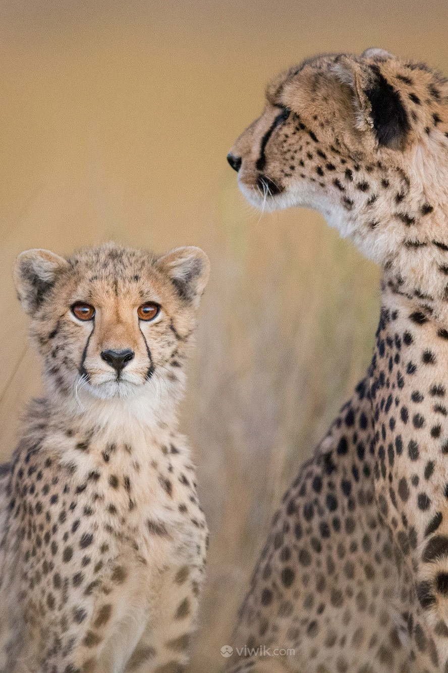 两只豹子唯美野生动物图片