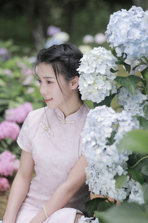 绣球花丛中的旗袍美女写真清纯美女图片