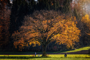 人们在一颗巨大的树下散步图片