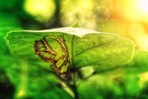 蝴蝶在绿色的树叶下躲避清晨的阳光图片