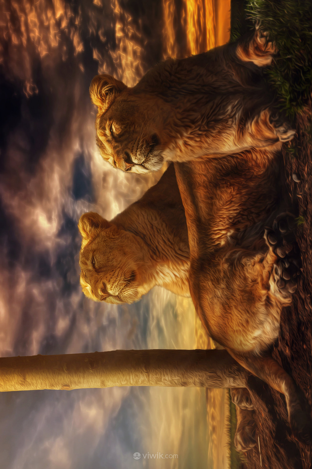 夕阳下两头狮子图片