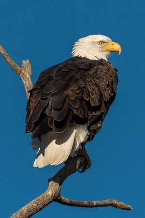 枯树枝上的老鹰高清野生动物摄影图片