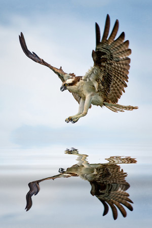 雄鹰展翅高清野生动物摄影图片