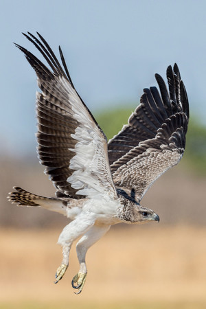 雄姿英发猎鹰翱翔高清野生动物图片