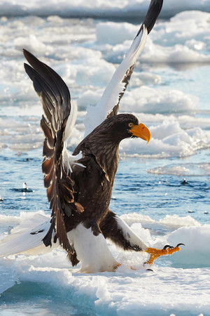浮冰上的老鹰高清摄影图片