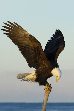 野生动物摄影霸气十足高清猎鹰图片