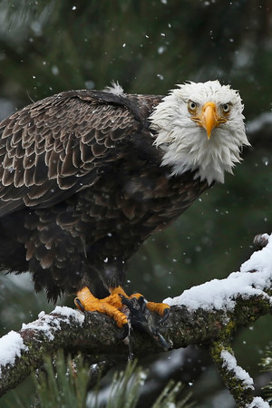 雪天树枝上的老鹰高清摄影图片