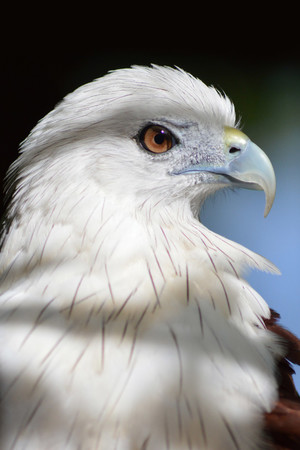 白头老鹰高清摄影图片