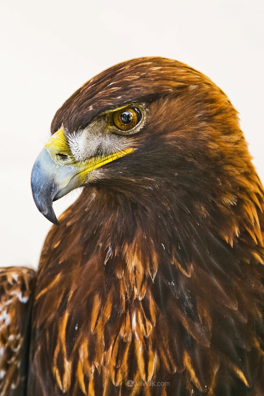 野生动物眼神锐利的老鹰图片